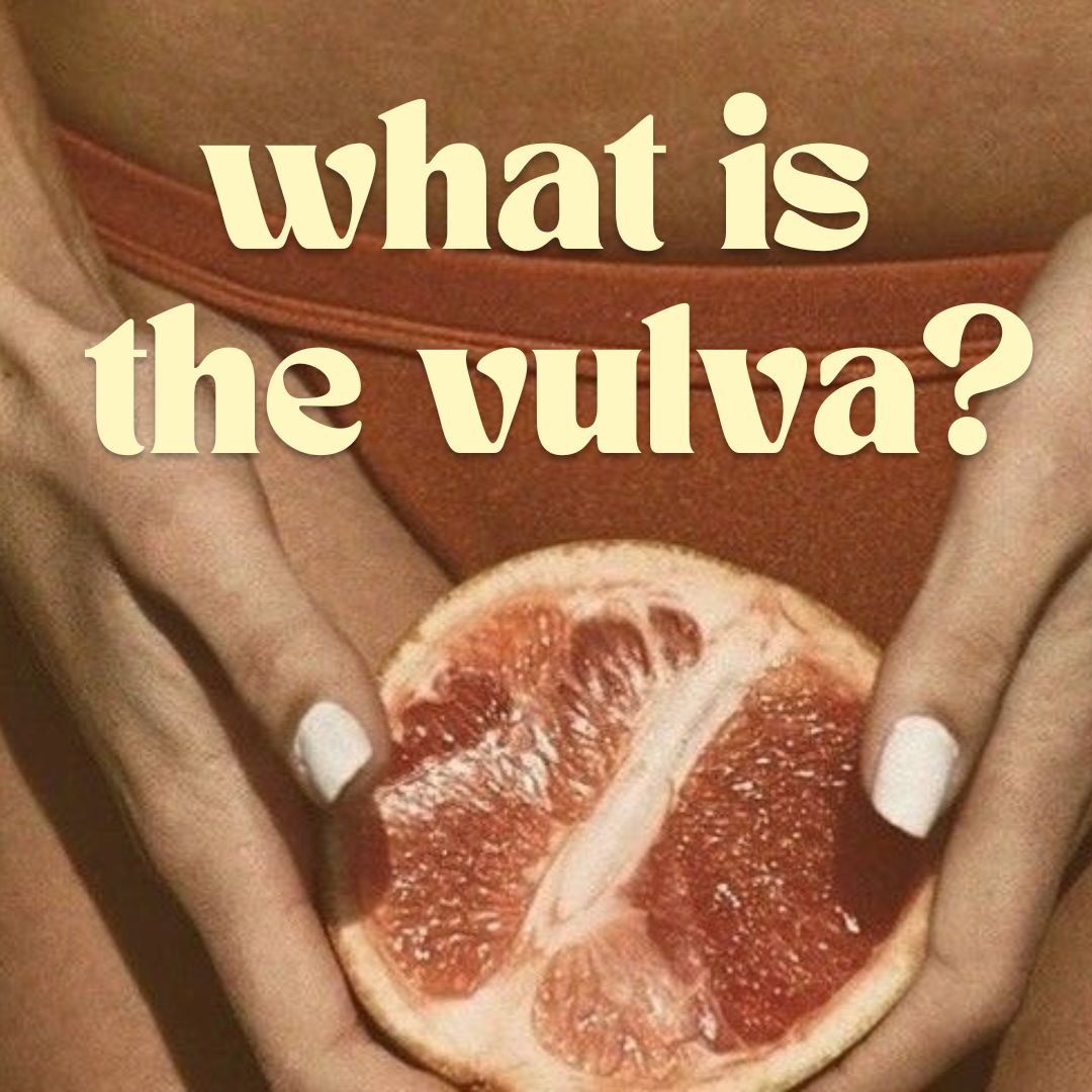 What is the vulva?